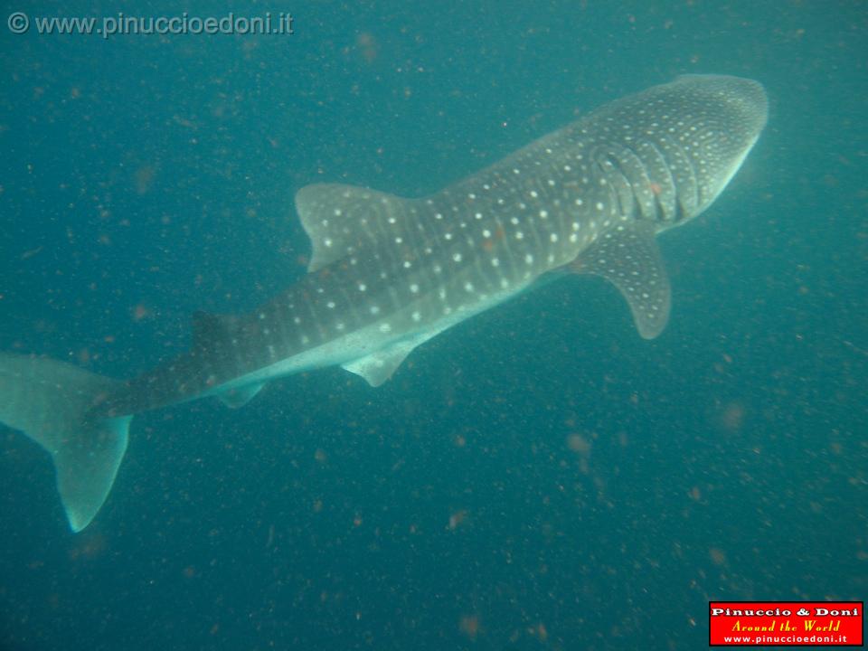 Djibouti - Whale Shark in Djibouti - 16.jpg